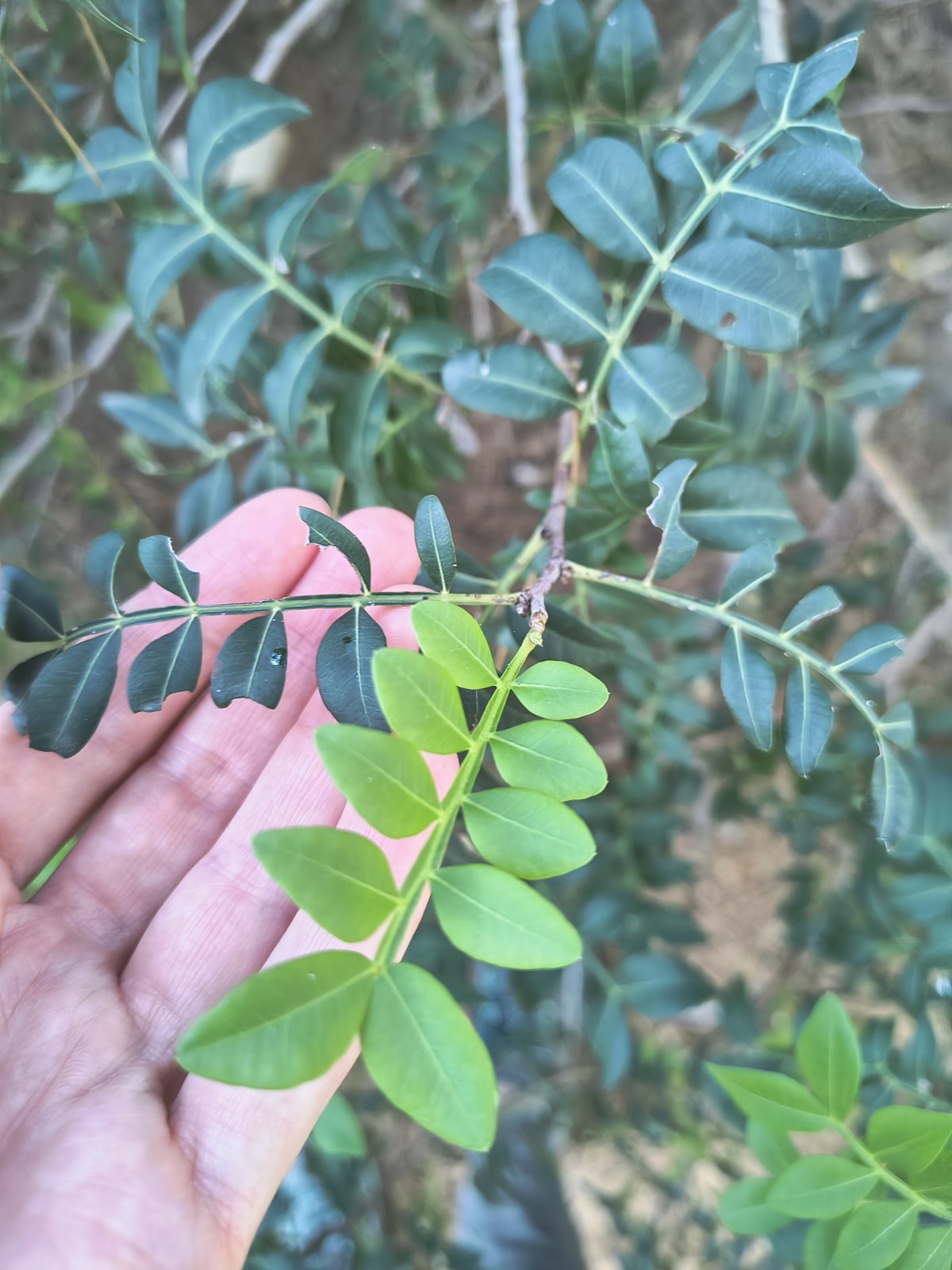 Tied Mastic Incense Bundle – Pistacia lentiscus Smudge Stick, Mediterranean Herbal Smoke for Natural Rituals