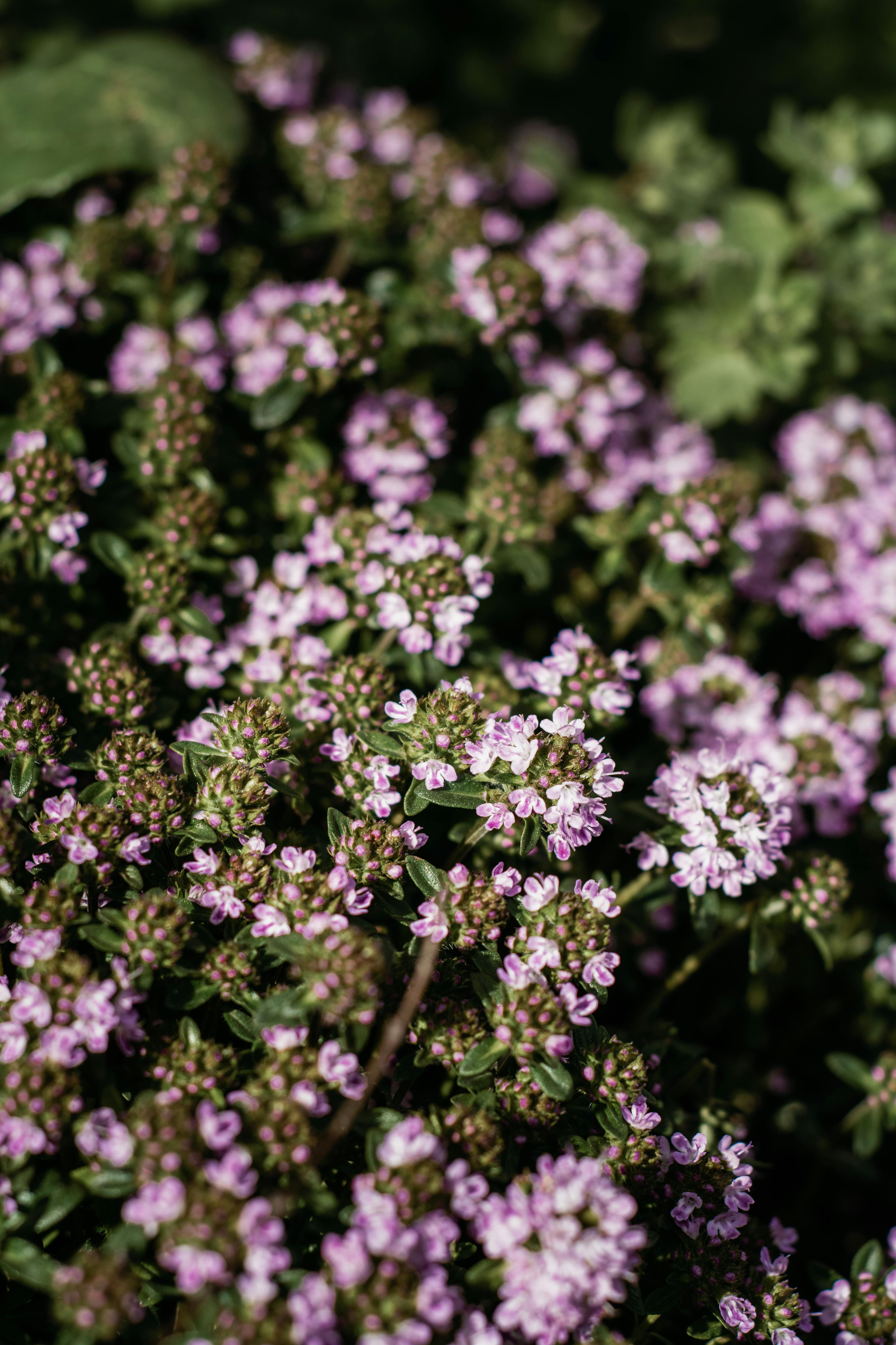 Dried Wild Thyme – Thymus vulgaris