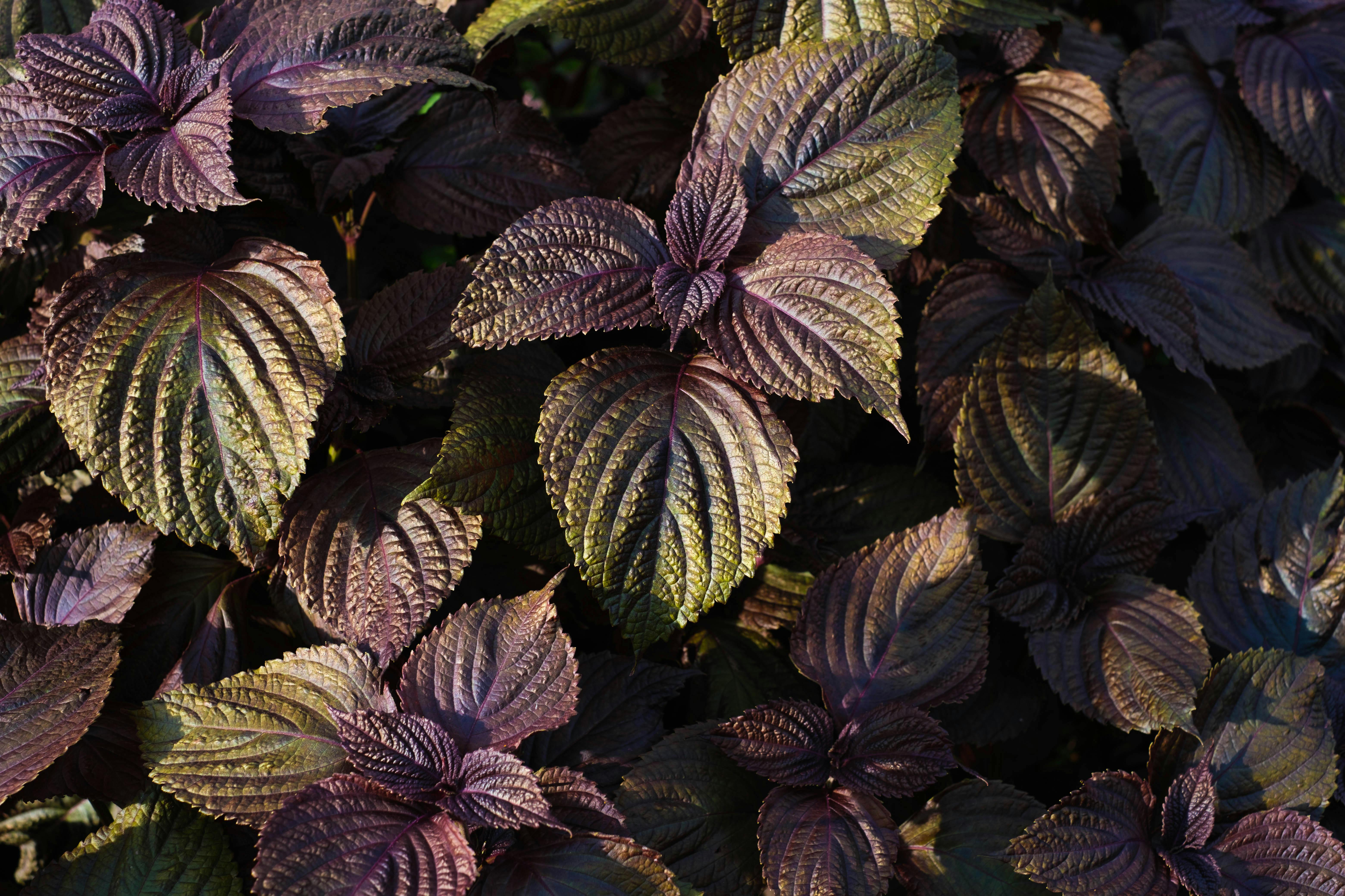 Dried Perilla Leaves – Perilla frutescens