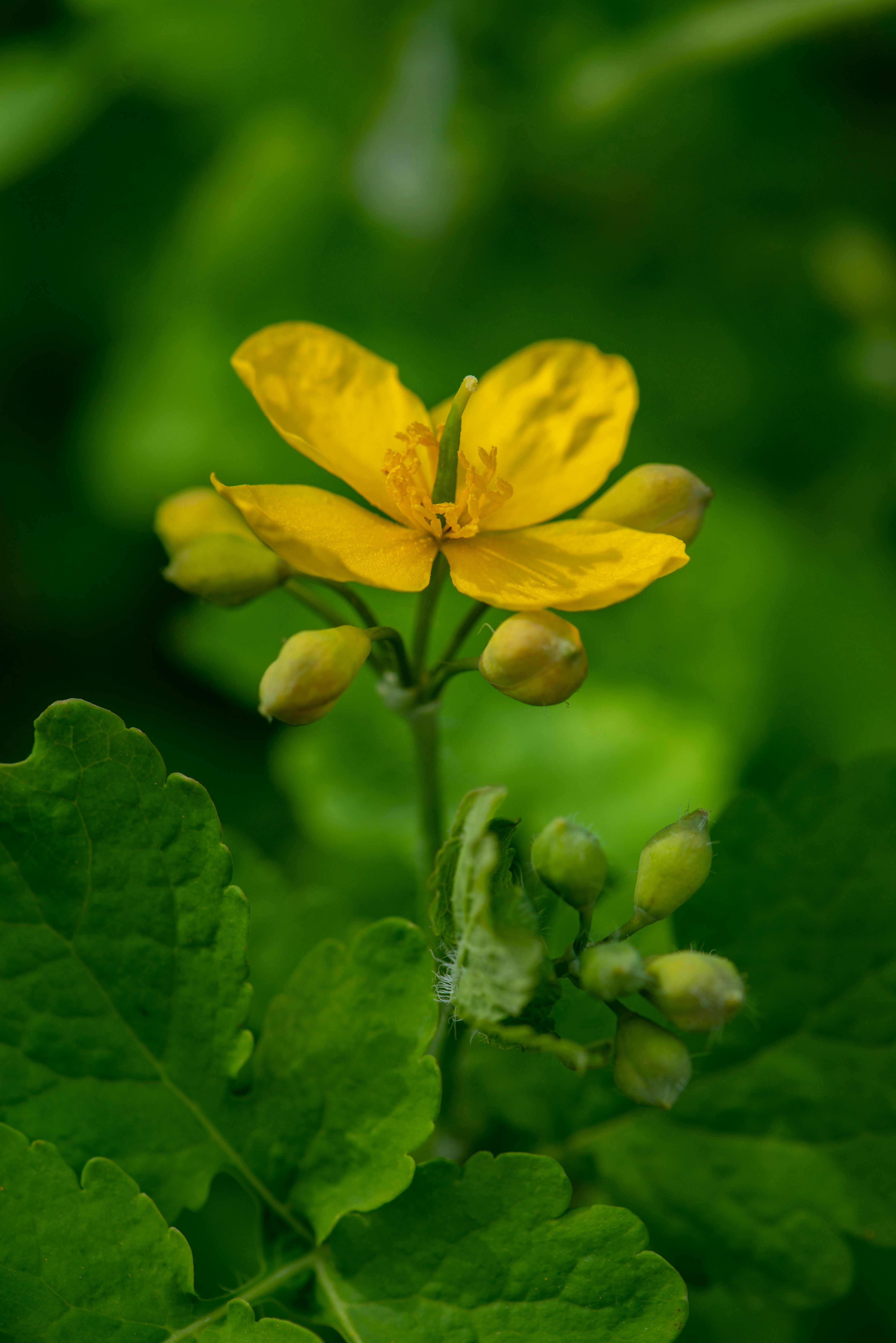 Dried Greater Celandine – Chelidonium majus