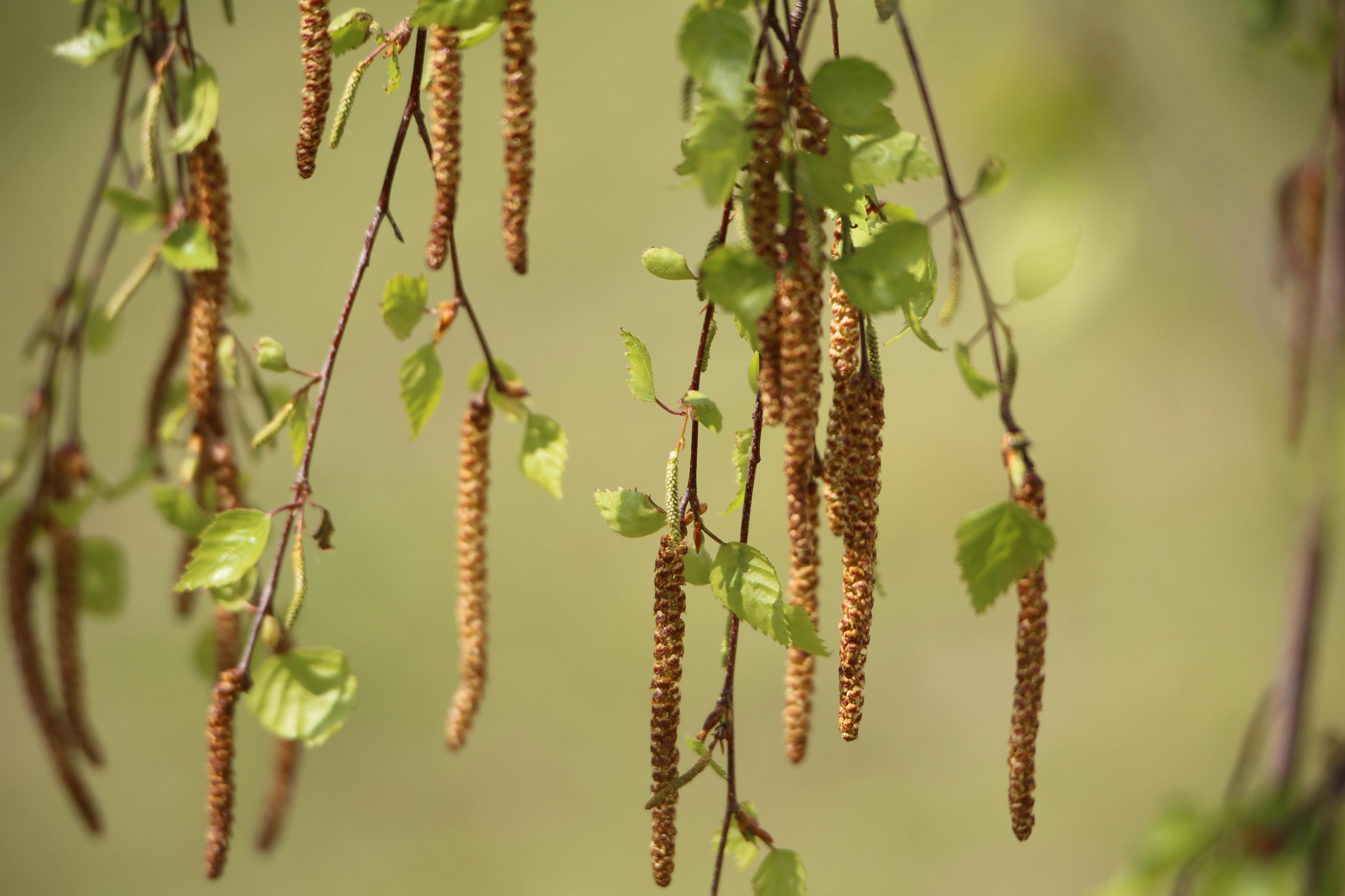 Dried Birch Leaves – Betula pendula