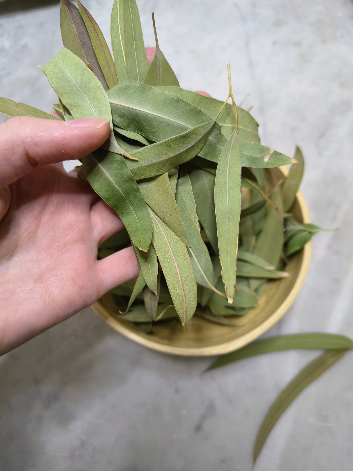 Dried Lemon Eucalyptus Leaves – Eucalyptus citriodora Tea, Hand-Harvested in Italy