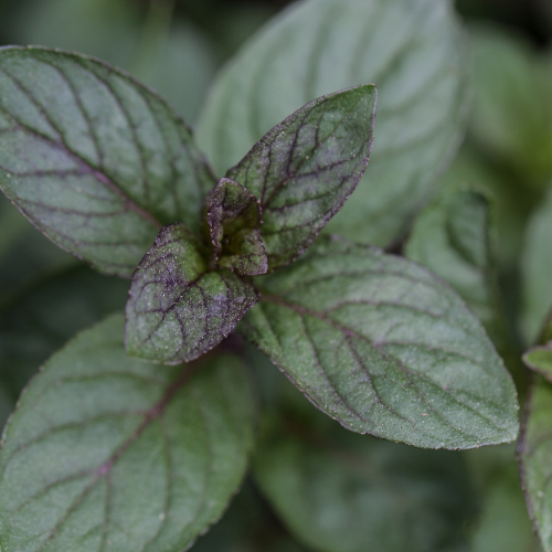 Dried Chocolate Mint – Mentha piperita ‘Chocolate’