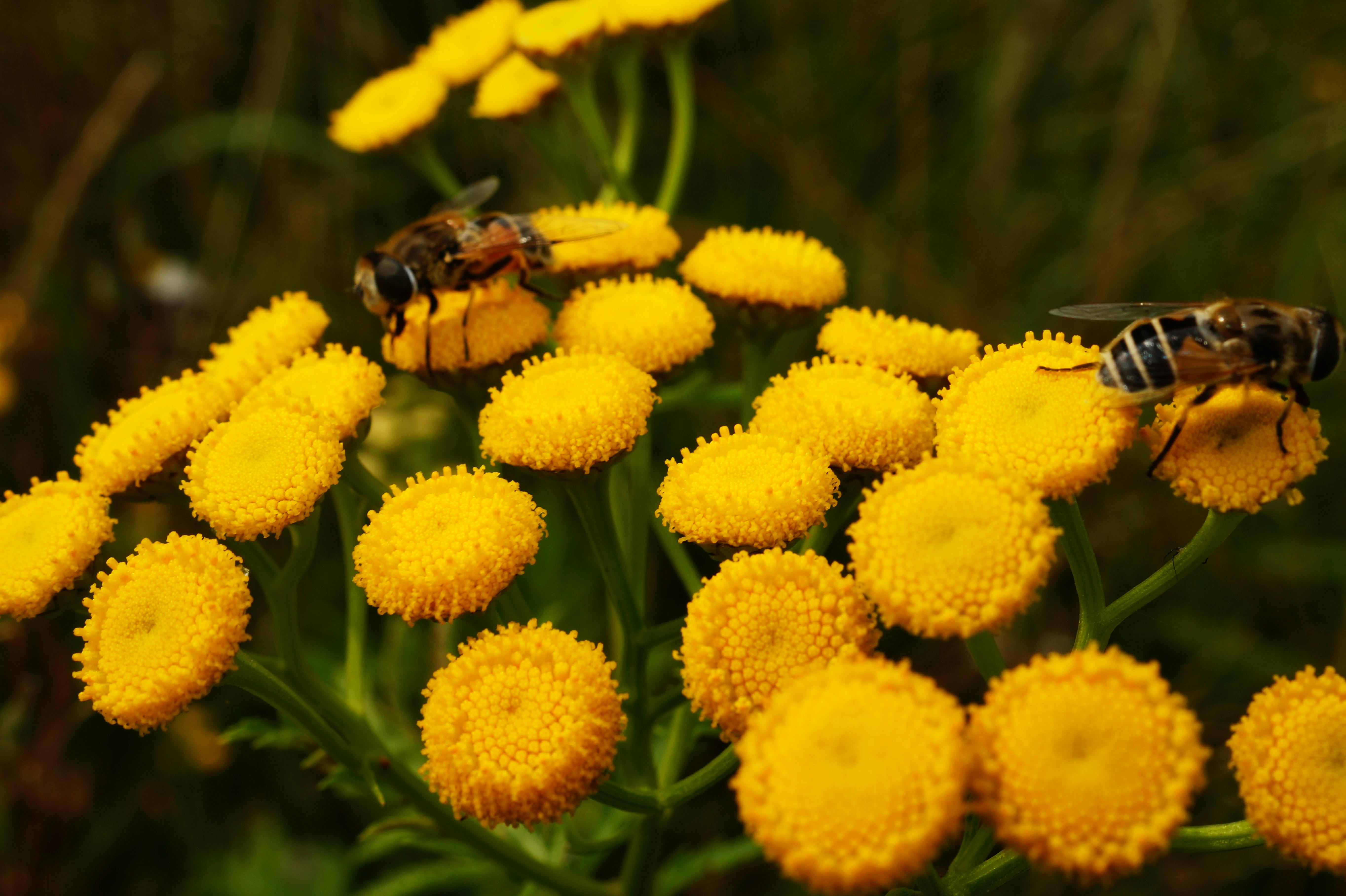 Dried Tansy – Tanacetum vulgare