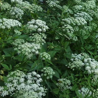 Ground Elder Leaf Powder – Aegopodium podagraria