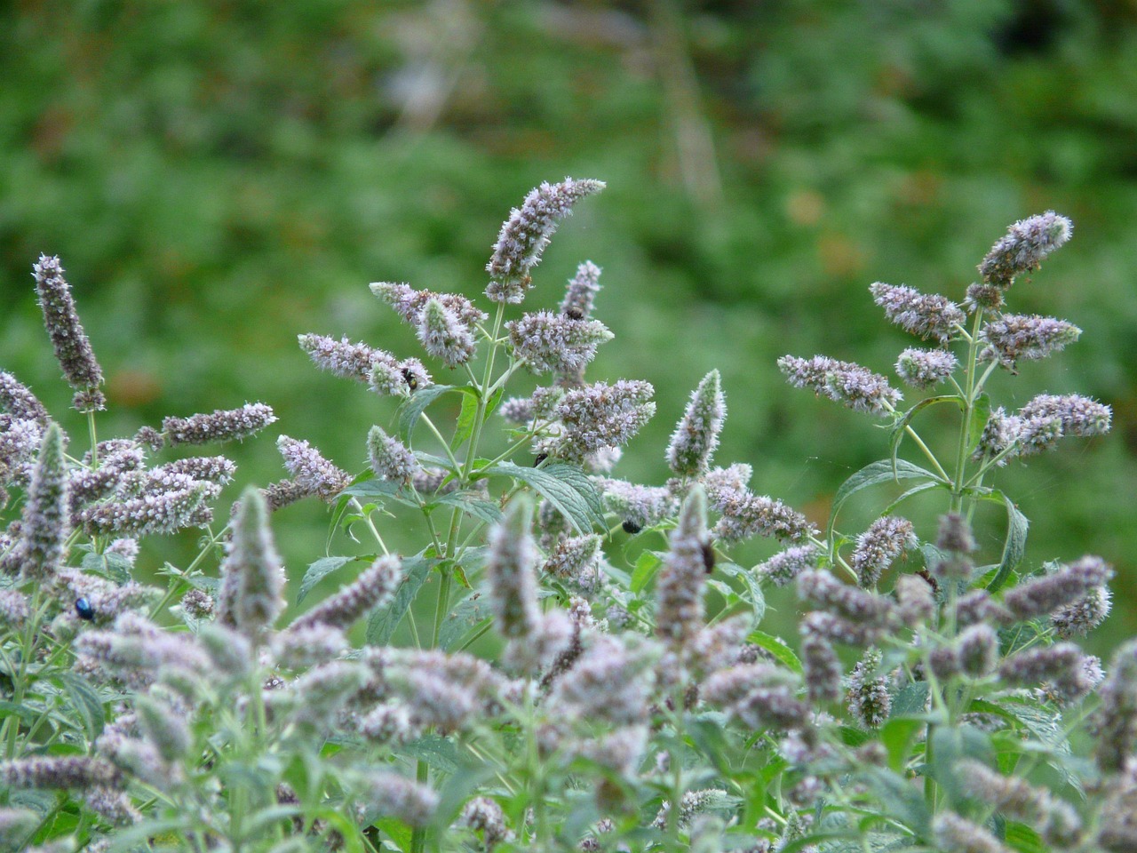 Dried Woolly Mint – Mentha tomentosa