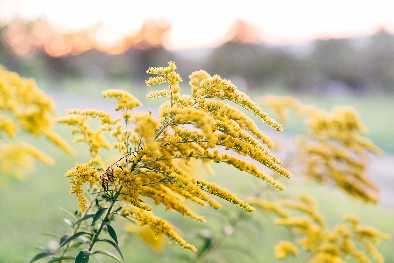 Dried Canadian Goldenrod (Solidago canadensis) Herb | Wild-Harvested in Lithuania