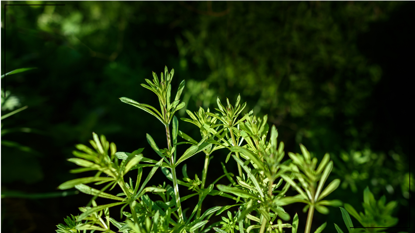 Dried Cleavers Herb (Galium aparine) | Wild-Harvested in Lithuania
