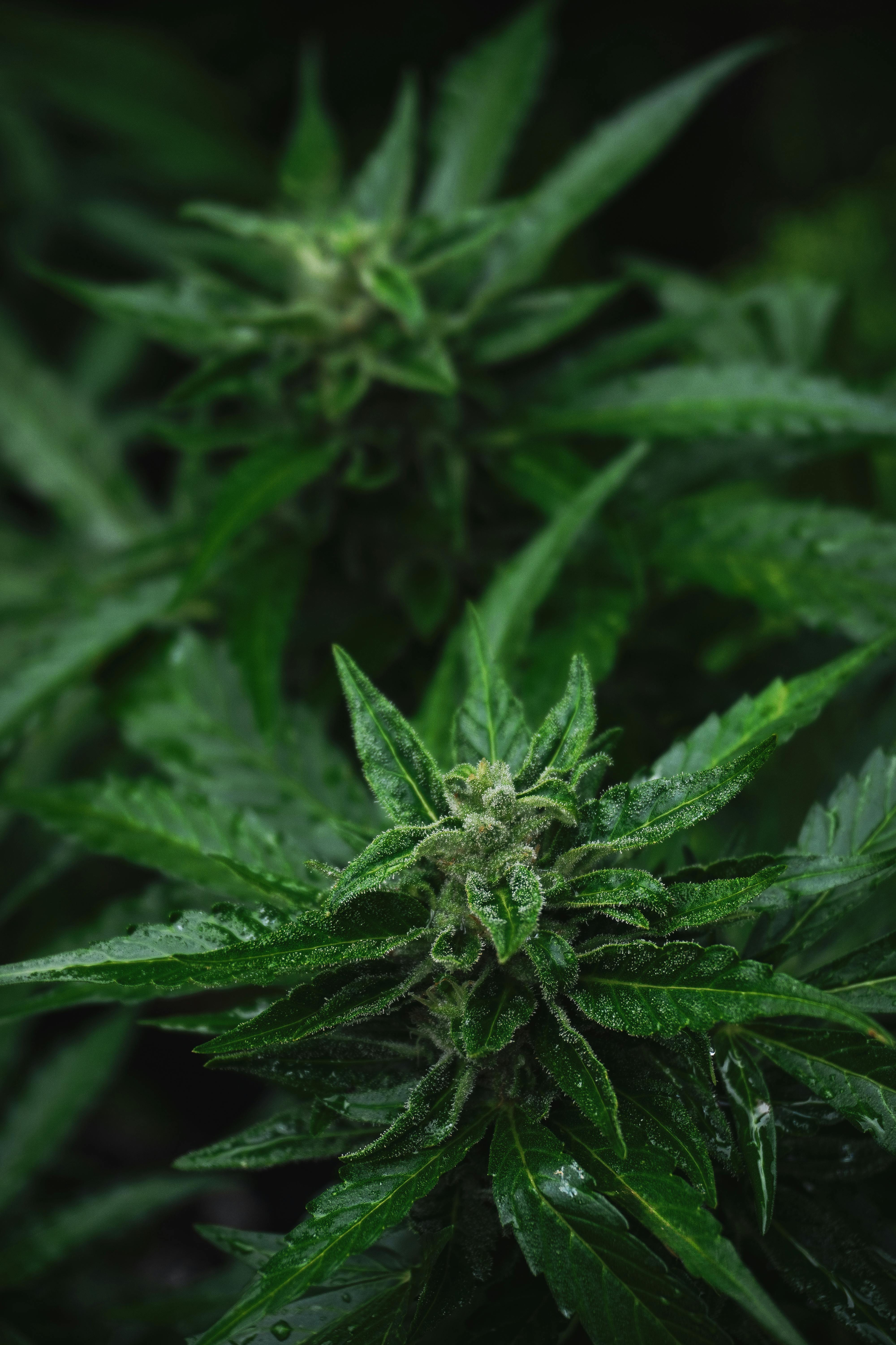 Dried Hemp Leaves - Cannabis sativa