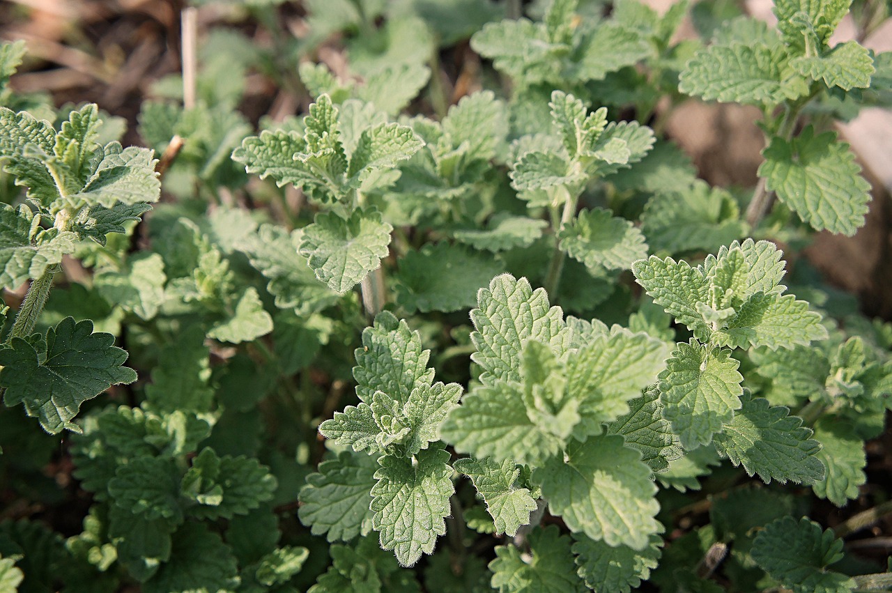 Dried Catmint (Nepeta racemosa)