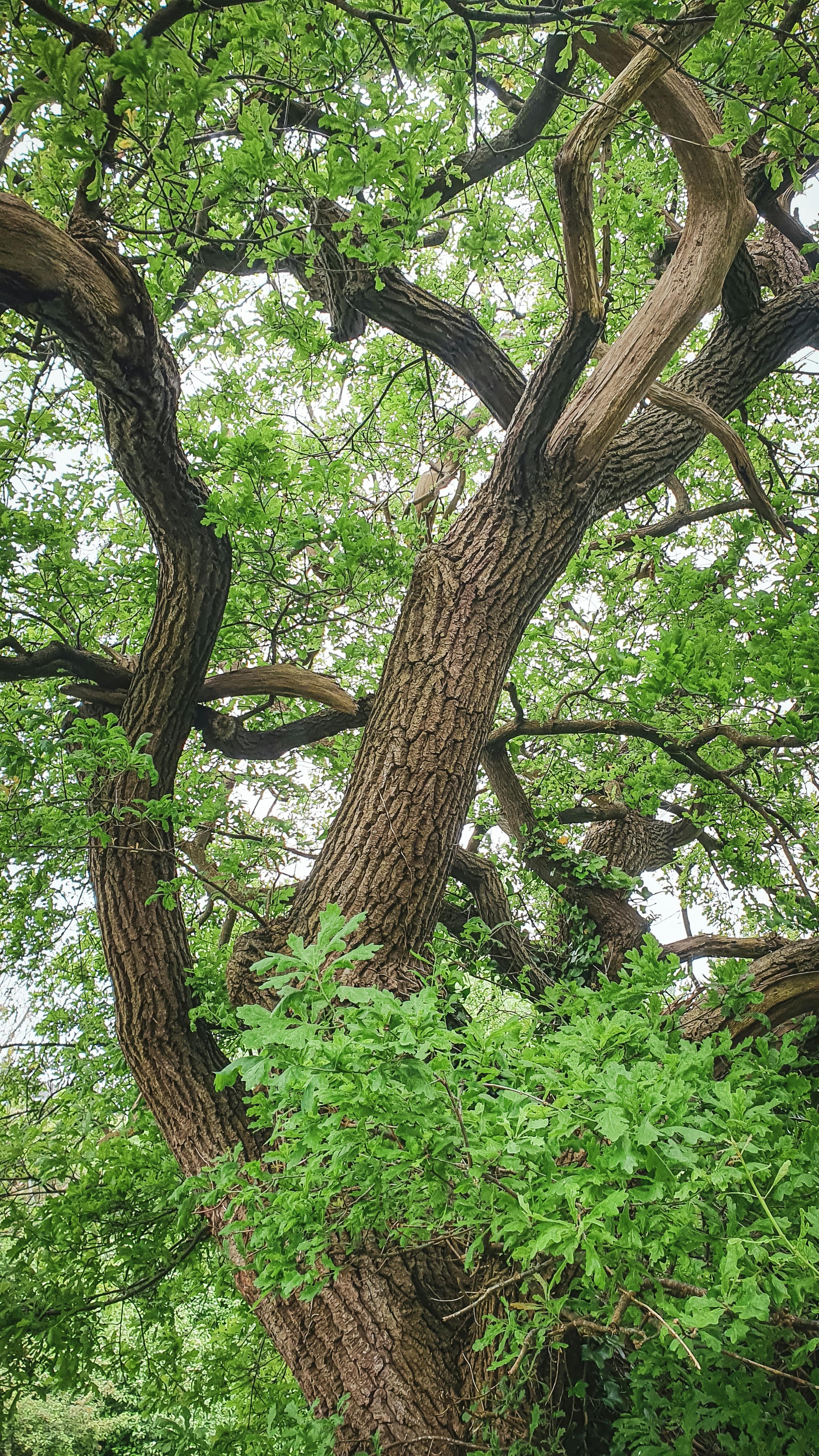 English Oak Bud HAG – Quercus pedunculata