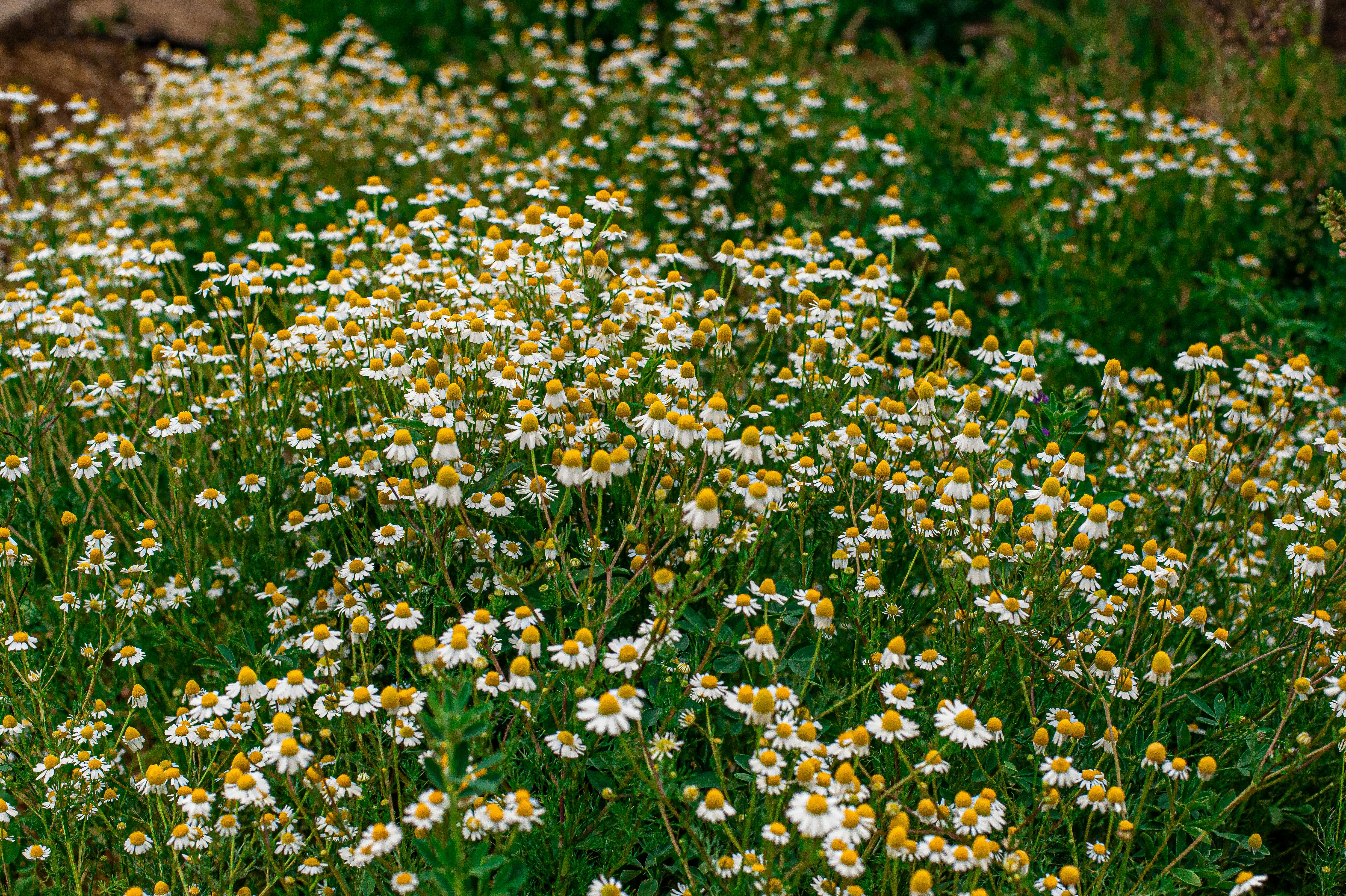  Chamomile HAG – Matricaria chamomilla