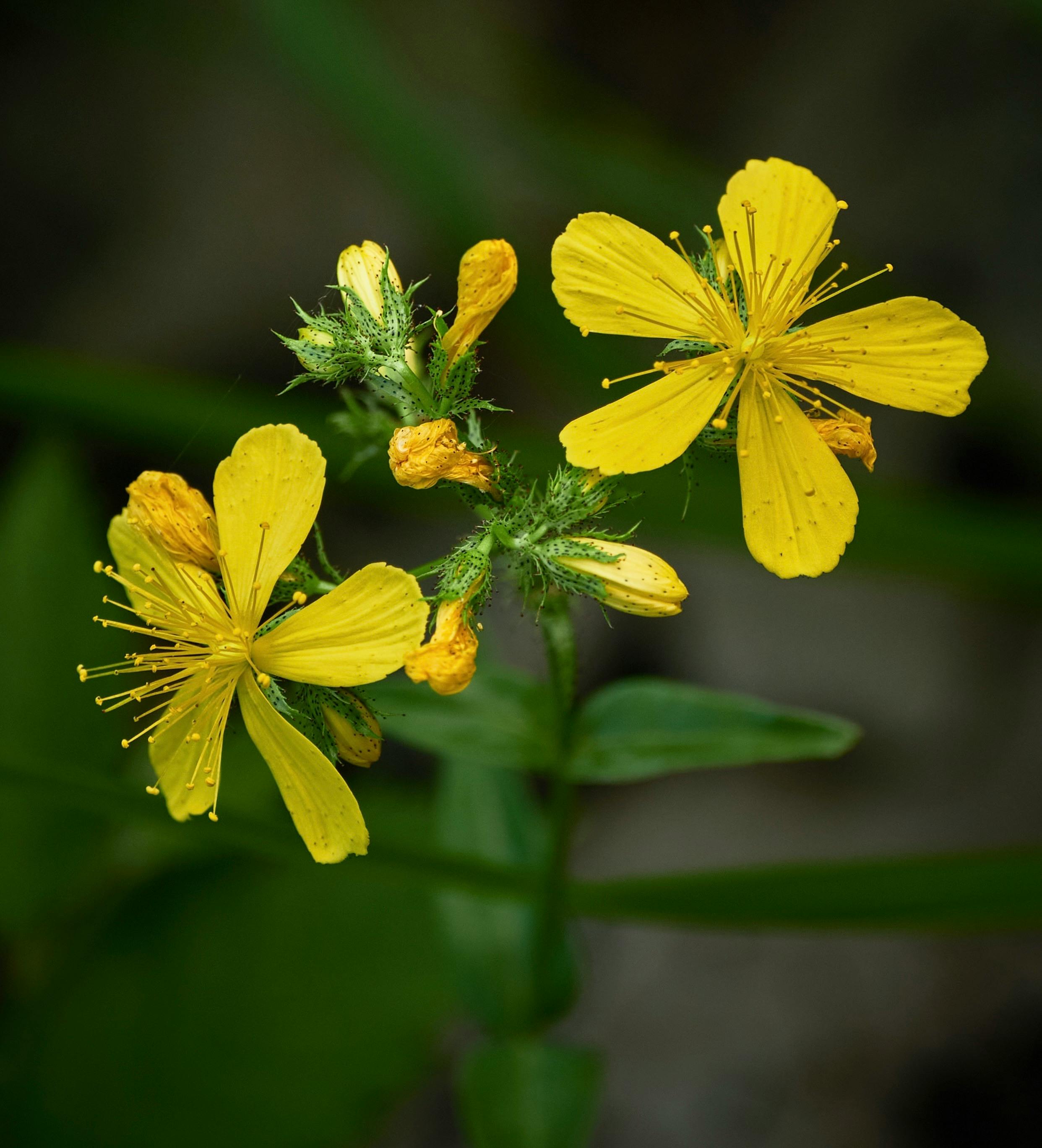 St. John’s Wort Oil Infusion – Hypericum perforatum