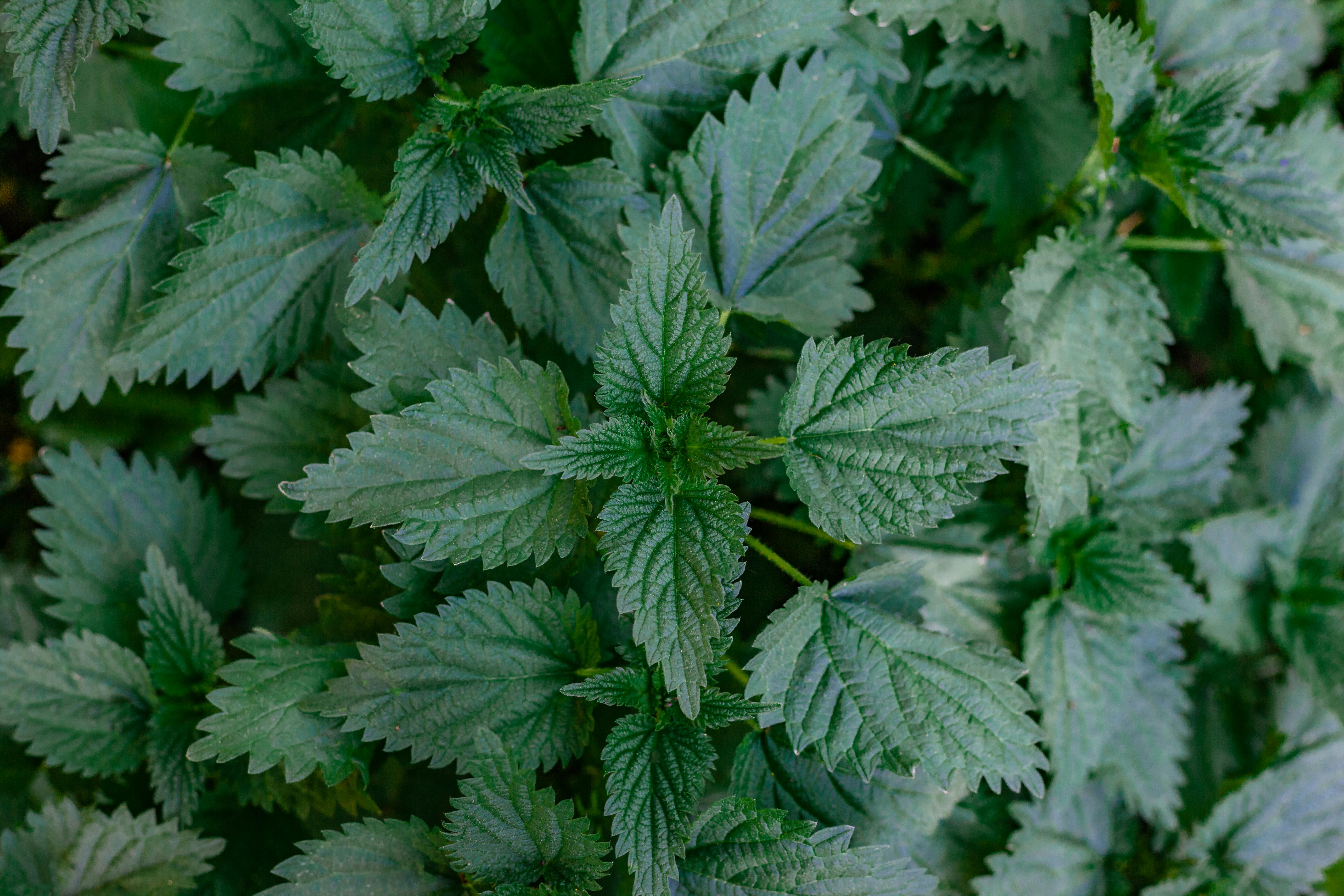 Dried Wild Nettle – Urtica dioica