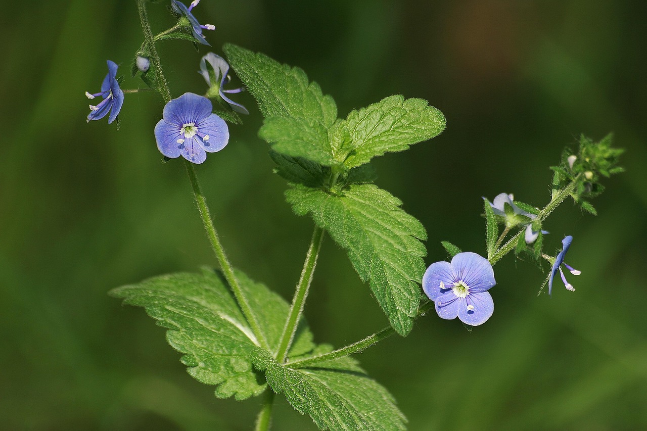 Dried Germander Speedwell – Veronica chamaedrys