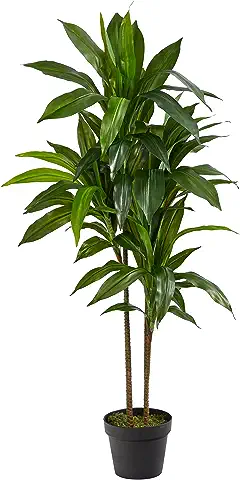 plants