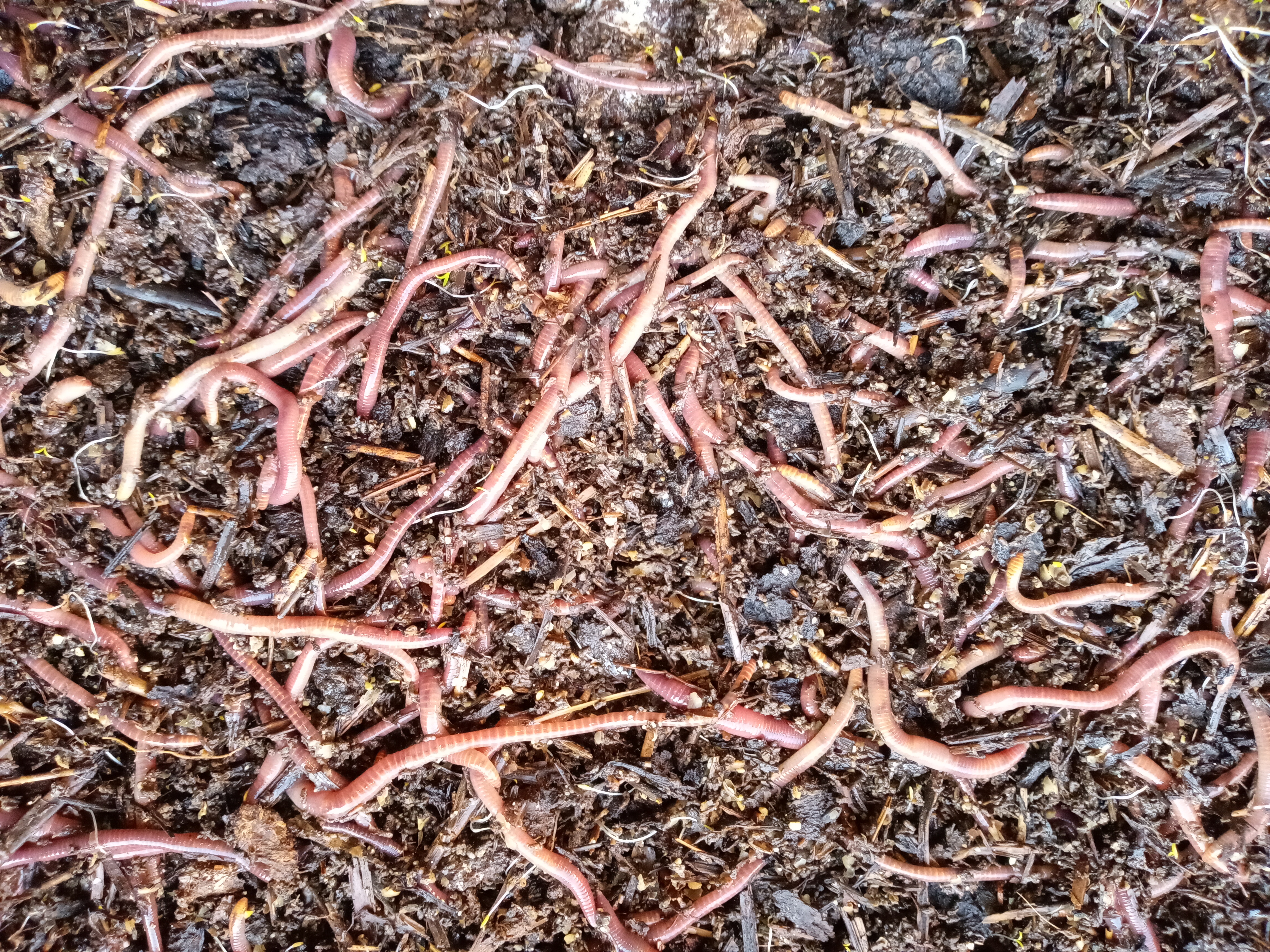 Red Wigglers and In Ground Worm Bin Bundle