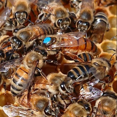 Reines fécondées F1 Buckfast SEMAINE 24( 9 -15 juin 2025)