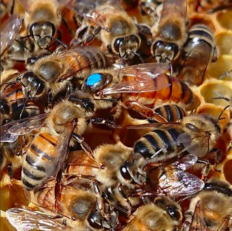 Reines fécondées F1 Buckfast SEMAINE 27(30 juin- 6 juillet 2025)