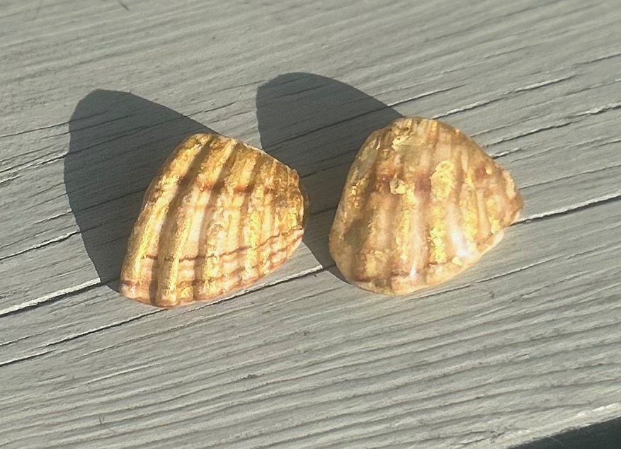 Pair of Iridescent Seashell earrings