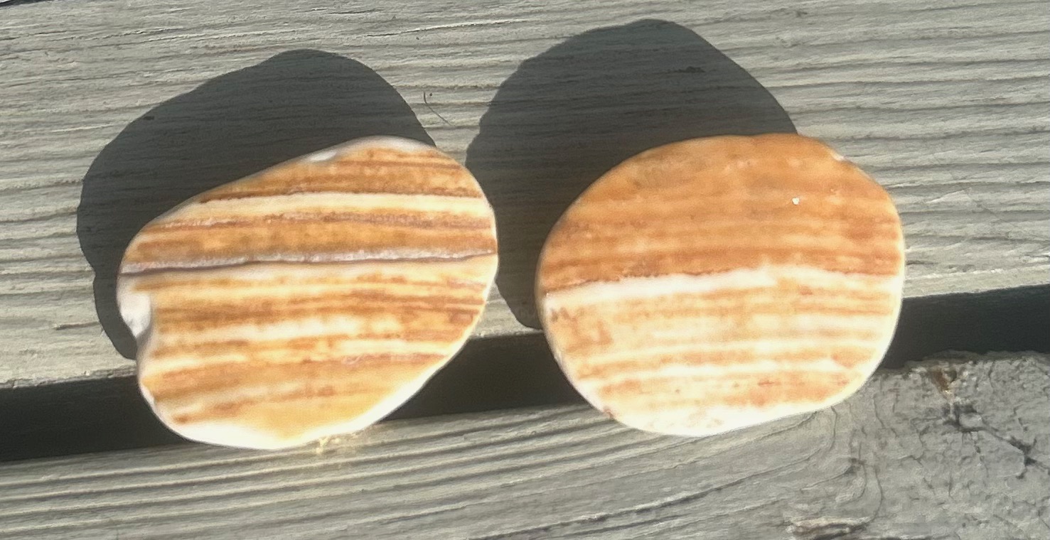 Natural Striped sea shell cufflinks