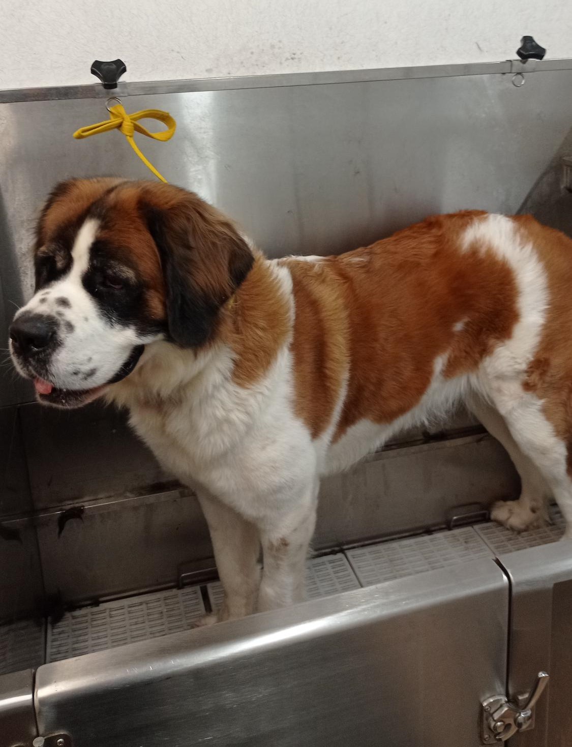 Wash and Go Extra Large Dog