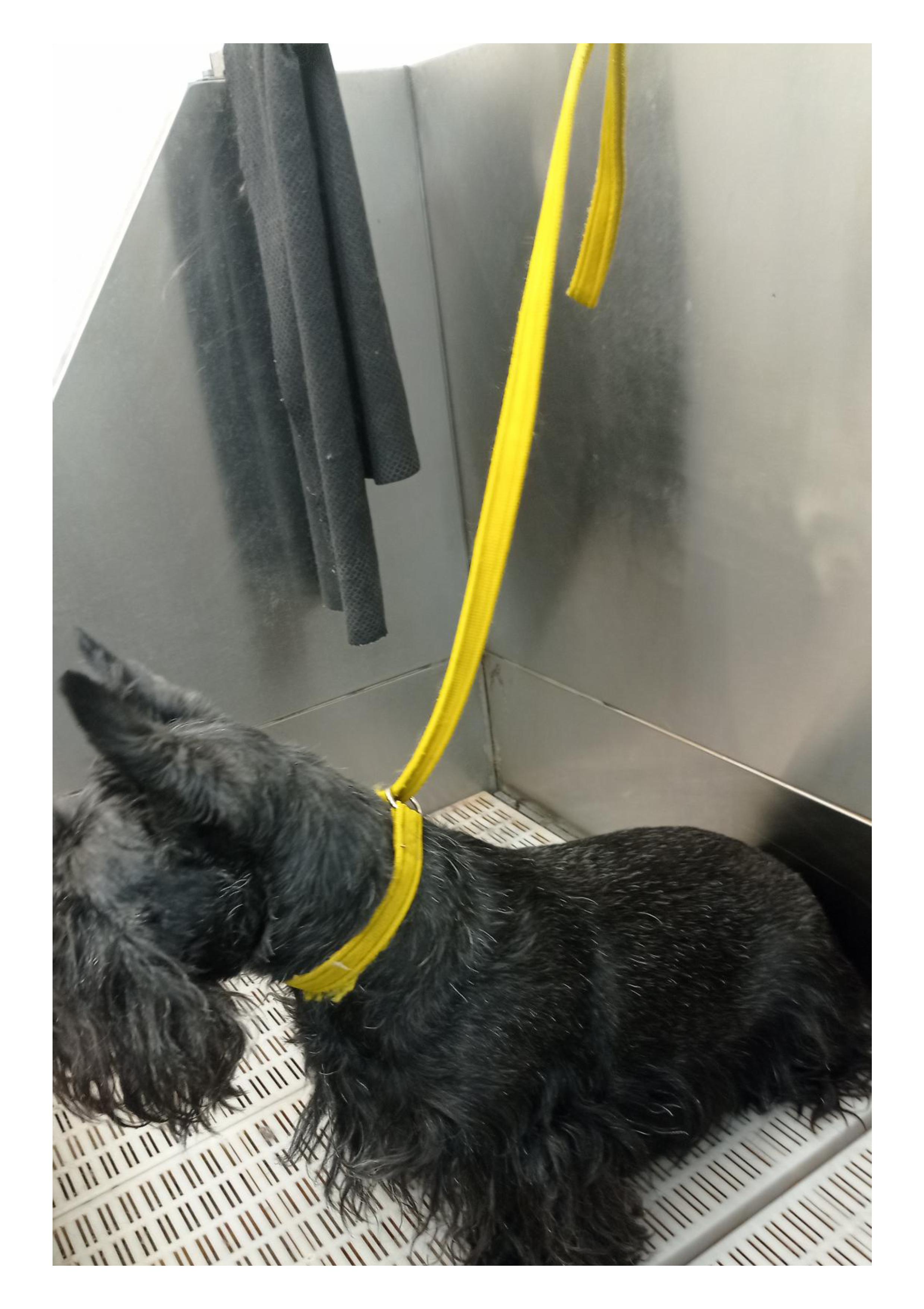 Wash and Go Small Dog