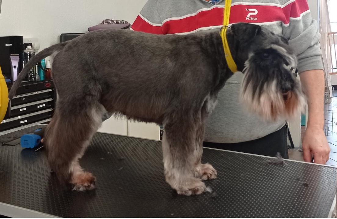 Full Groom Medium Dog