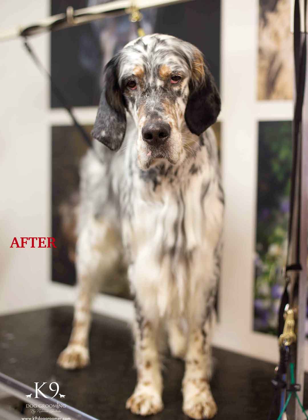 Full Groom Large Dog