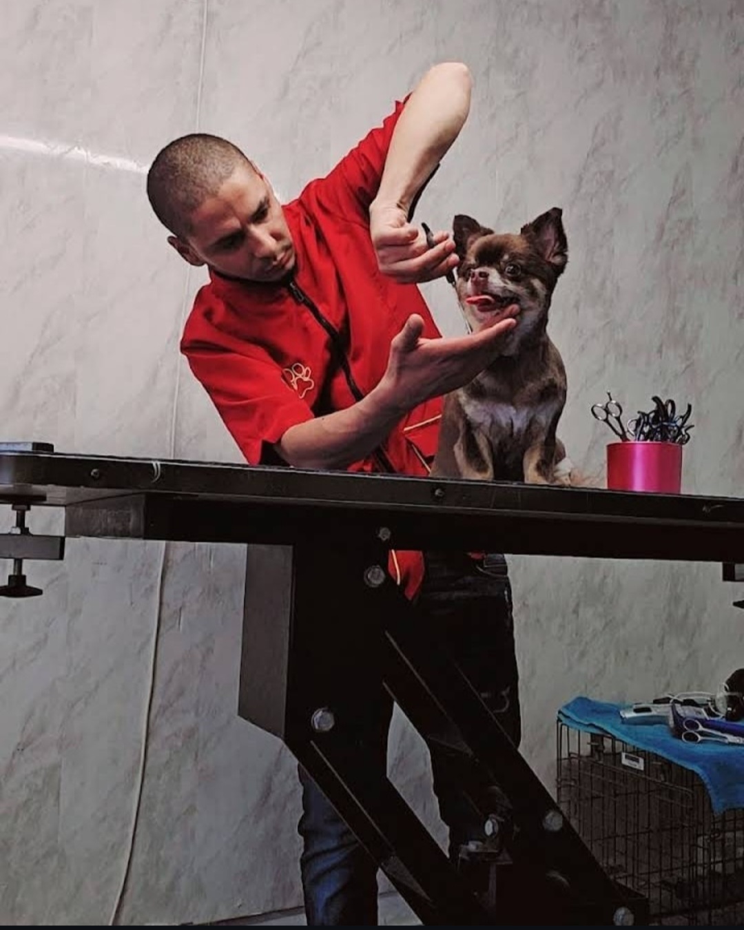 Extra small dog grooming 