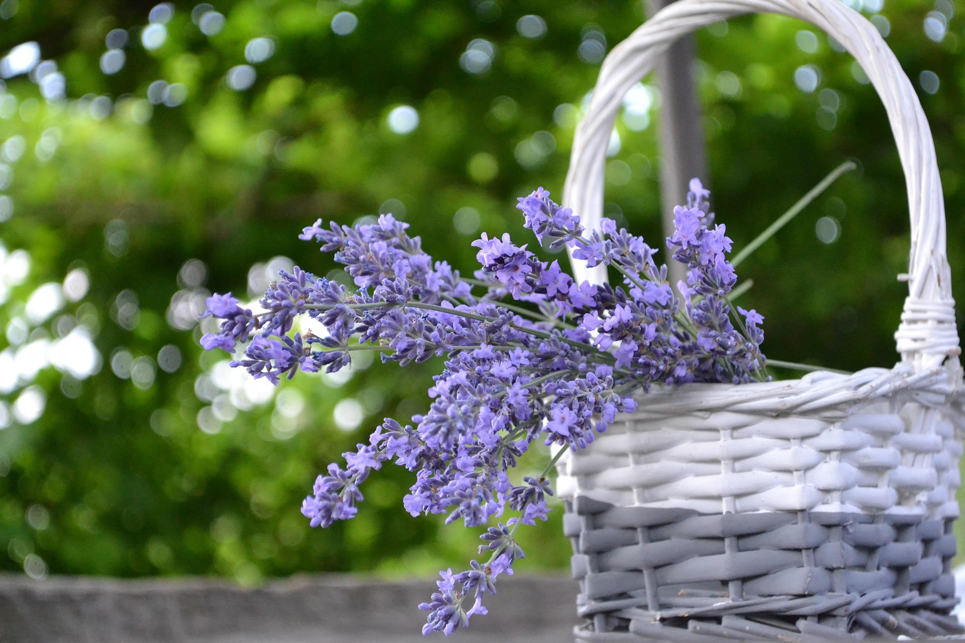 Postkarte-Garten Weidenkorb mit Lavendel