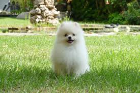 POMERANIAN