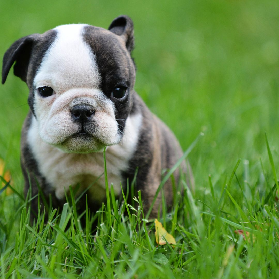 BULLDOG INGLÉS