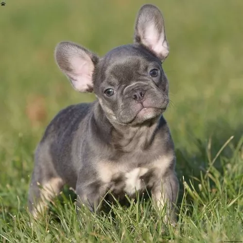 BULLDOG FRANCÉS