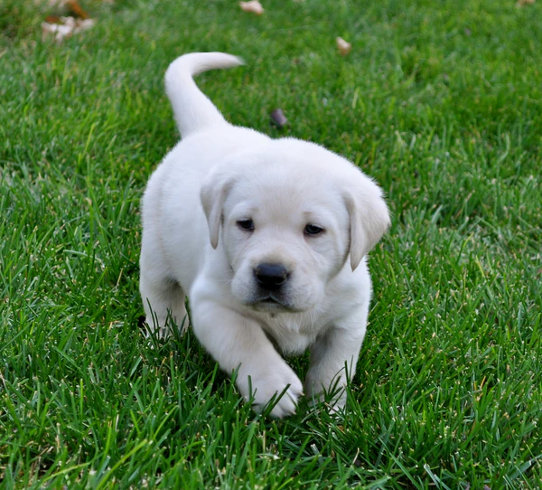 LABRADOR RETRIEVER