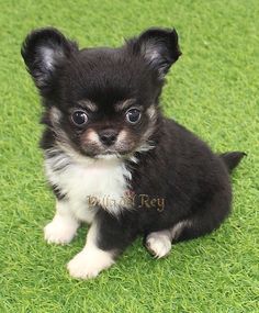 CHIHUAHUA