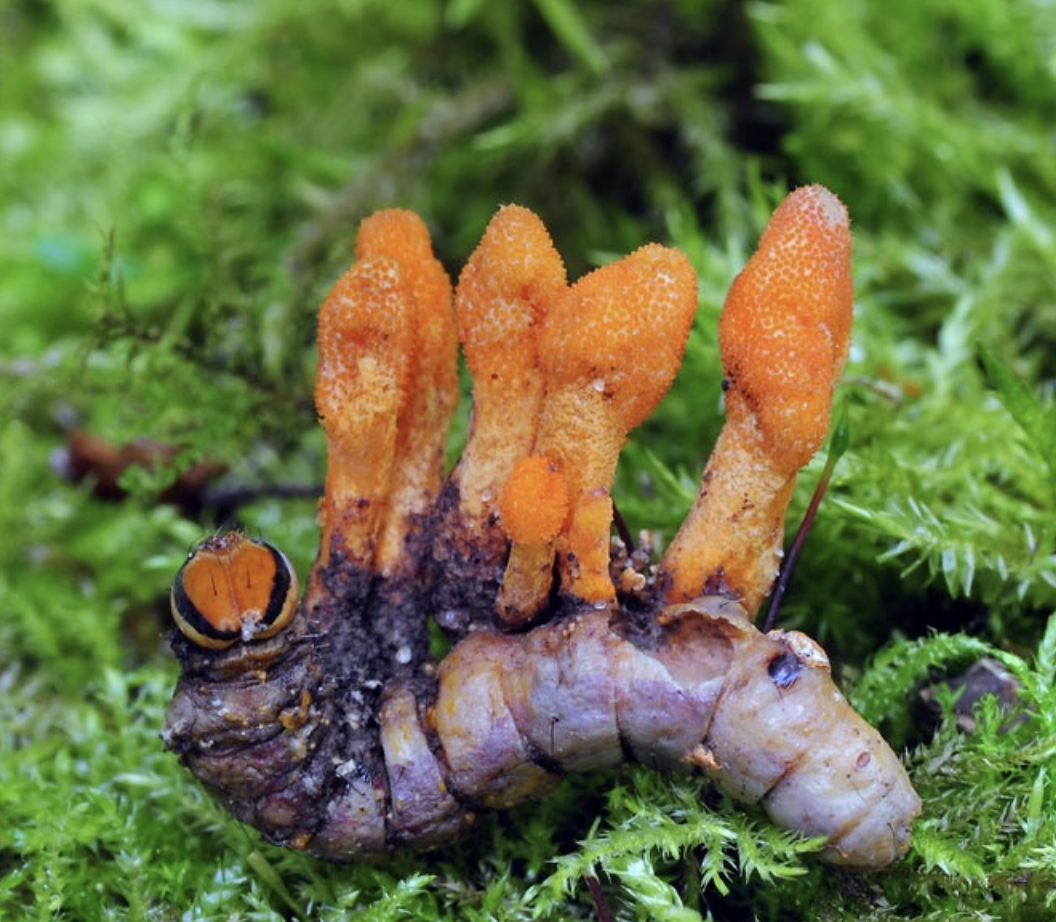 Cordyceps - CORDYCEPS SINENSIS BIO