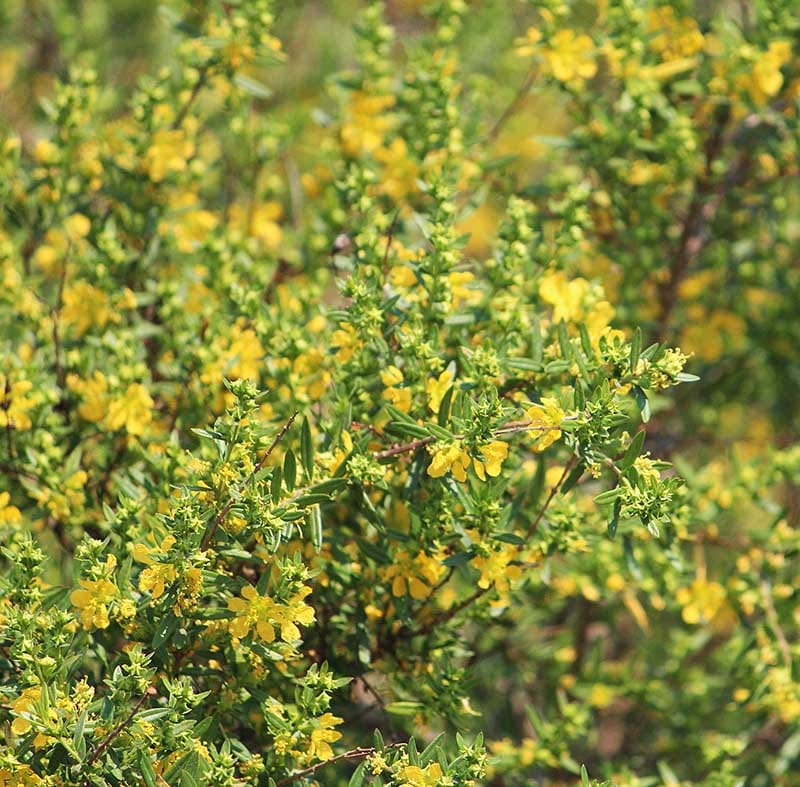 SINICUICHI - Heimia salicifolia