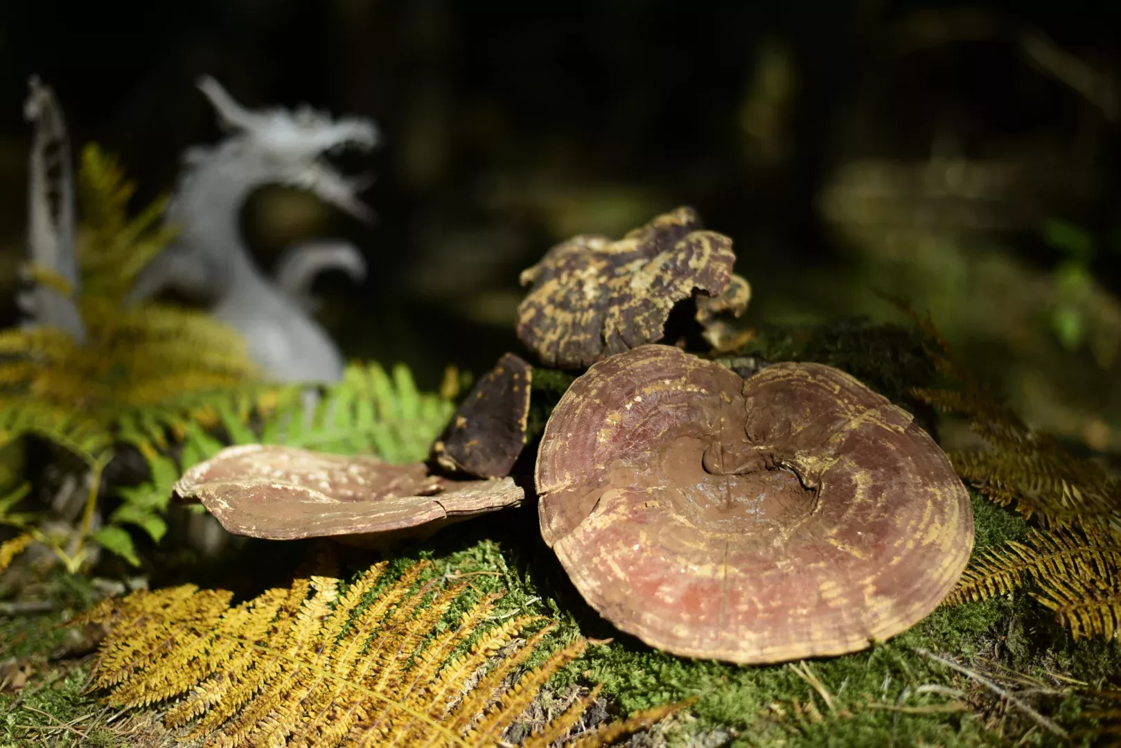 Reishi - GANODERMA LUCIDUM BIO