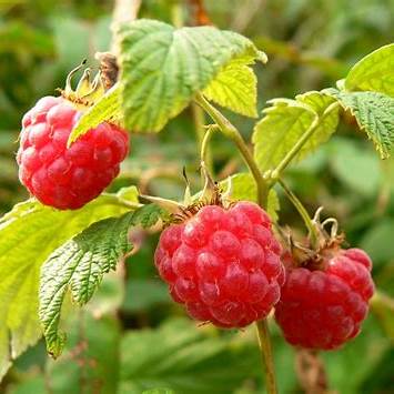 Framboisier - RUBUS IDAES