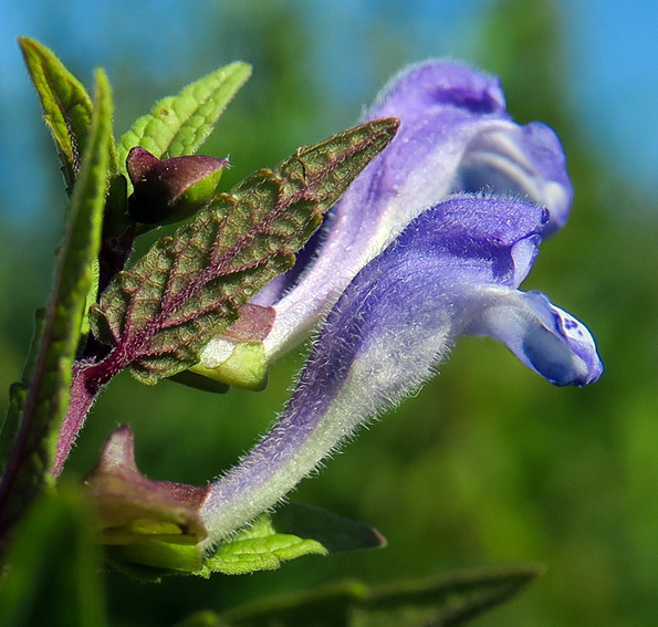 Scutellaire - LATERIFLORA 