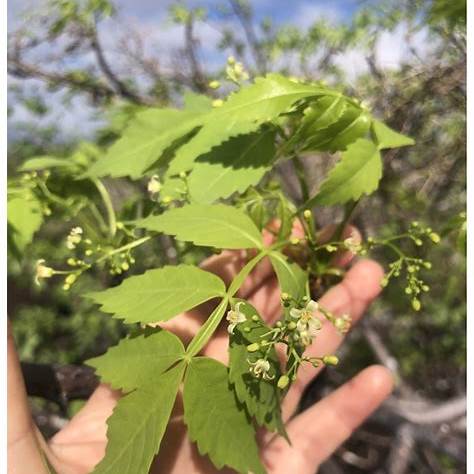 PALO SANTO - BULNESIA SARMIENTOI