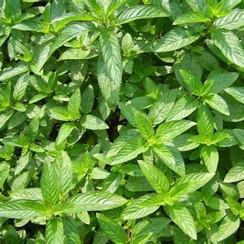 Menthe Poivrée - MENTHA X PIPERITA