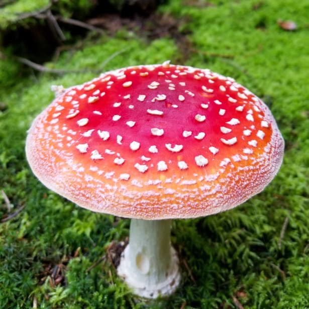 Amanite - MUSCARIA