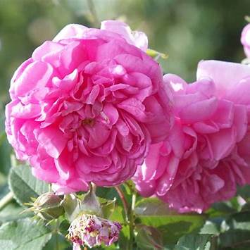 Rose de DAMAS - ROSA DAMASCENA