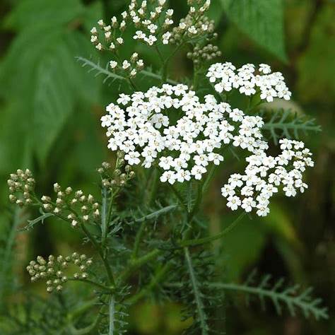 Achillée Millefeuille - ACHILLEA MILLEFOLIUM