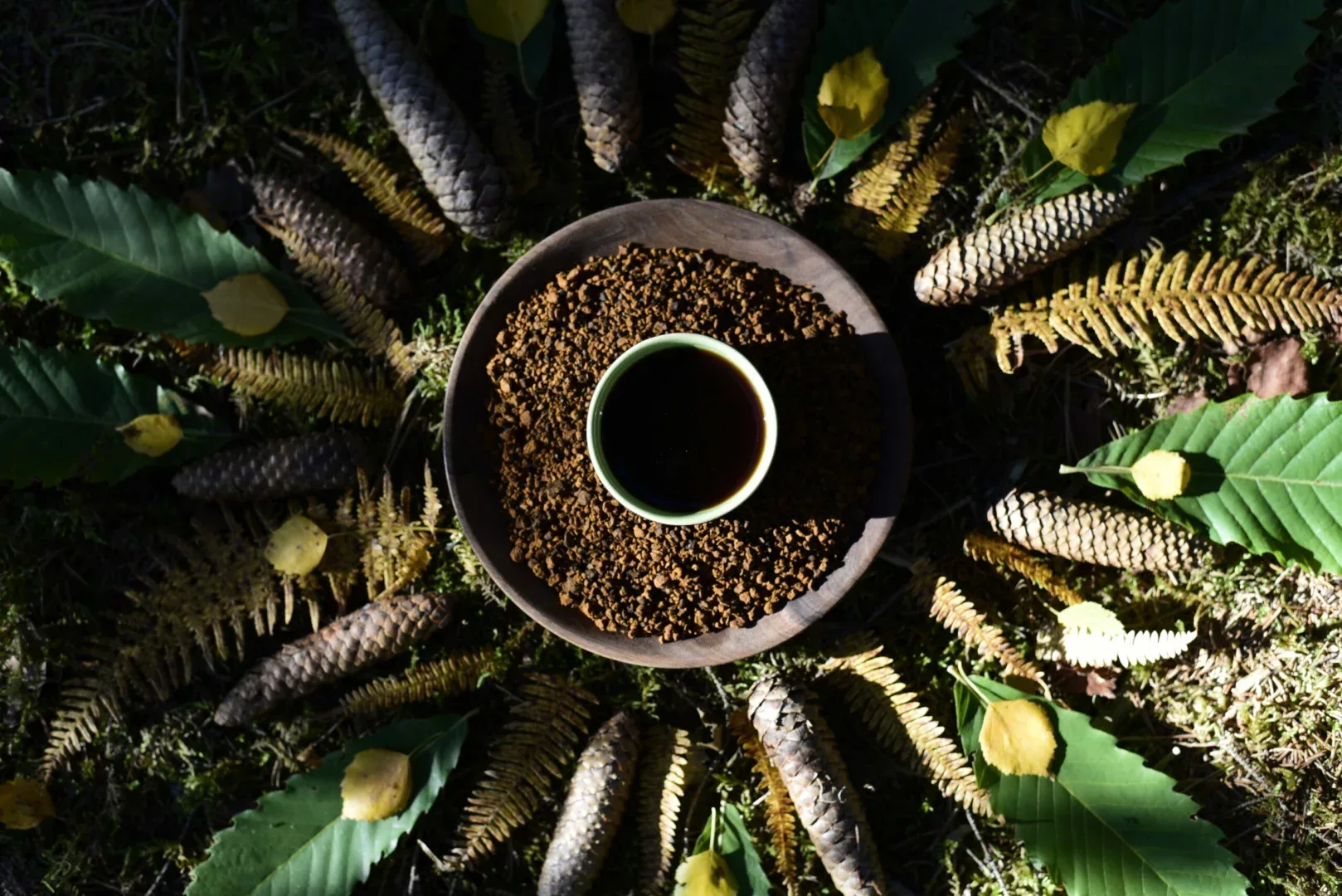 Chaga - INONOTUS OBLIQUUS BIO