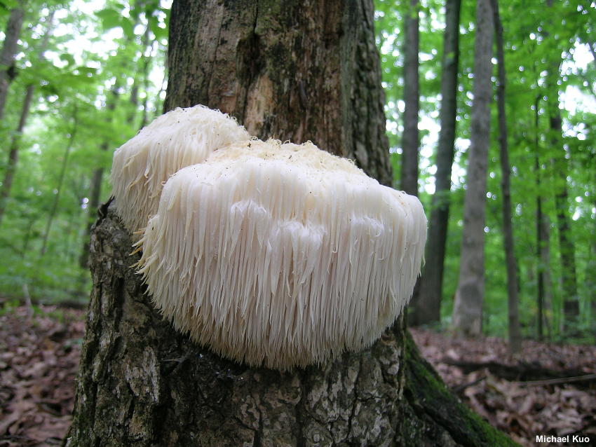 Lions's Mane - Criniere de lion BIO