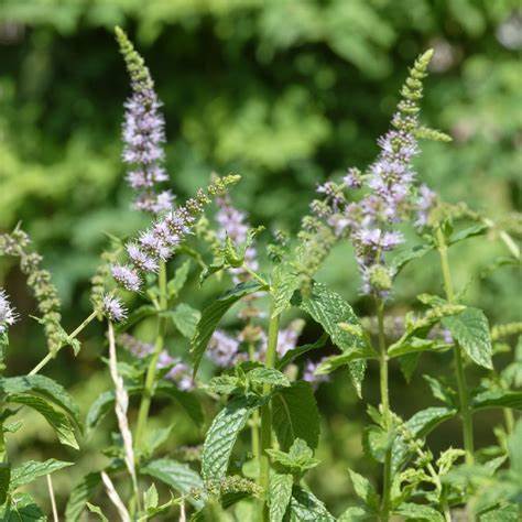 Menthe Verte - MENTHA SPICATA