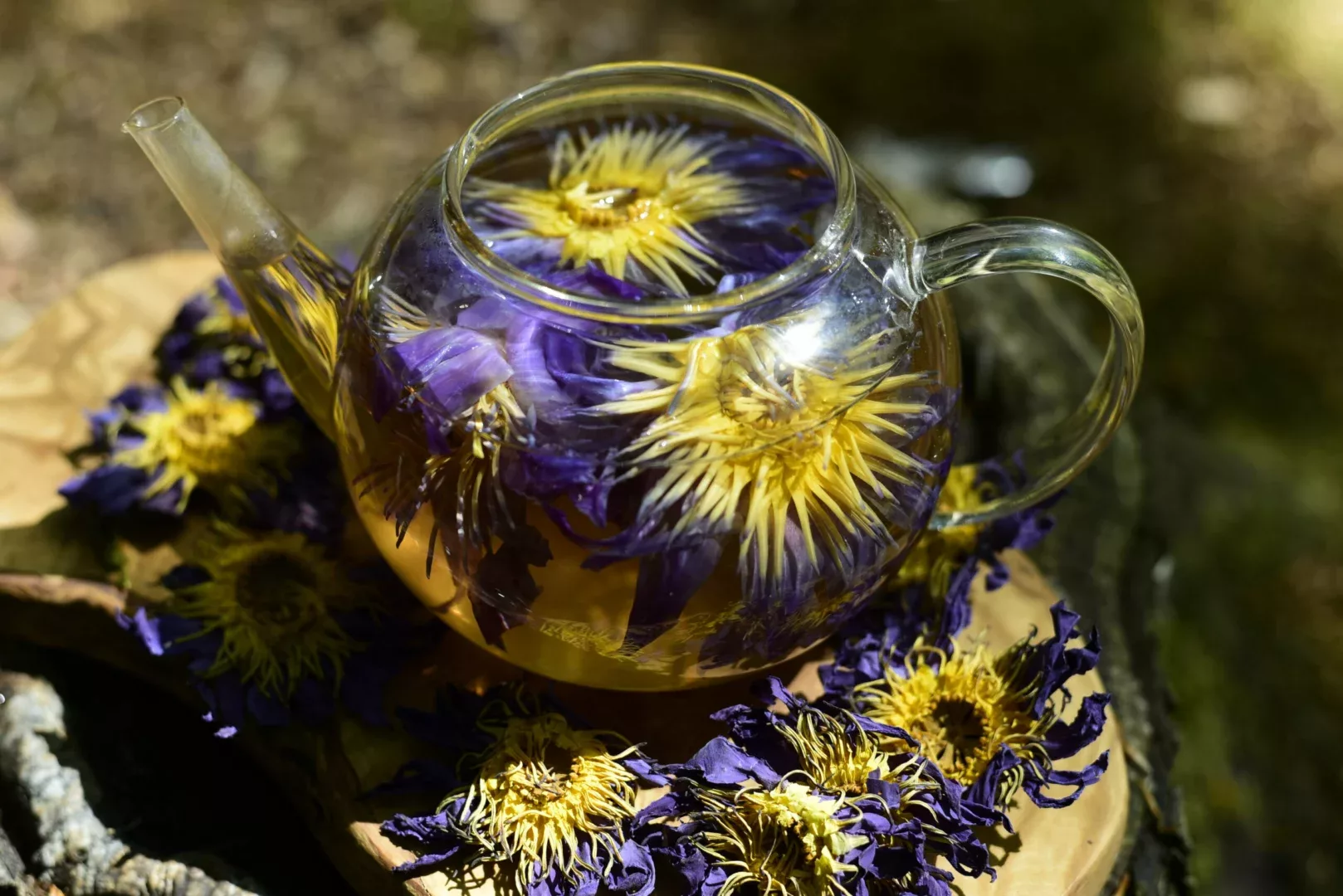 Lotus Bleu Egyptien - NYMPHAEA CAERULEA